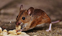 24 Hour & Emergency Exterminators in Wabasha, MN
